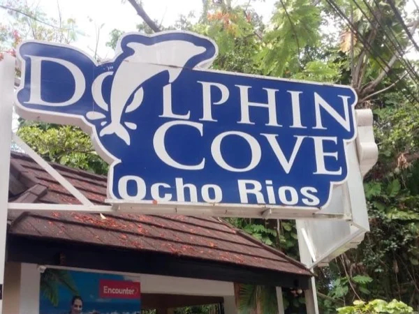 Dolphin Cove & Ocho Rios Highlight Private Tour