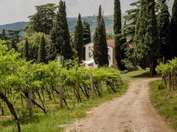 Amarone for Connoisseurs or Second comers