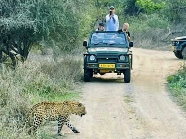 Exclusive Leopard Safari Tour in Rajasthan
