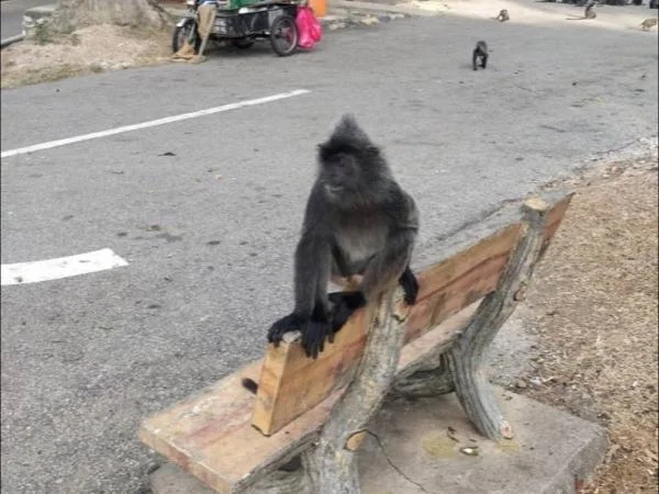 Private tour - A walk with Nature. Close up encounter with Monkeys, Eagles and Fireflies