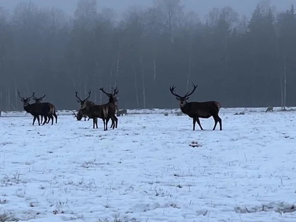 Winter wonderland - Discover the most beautiful Estonian winter