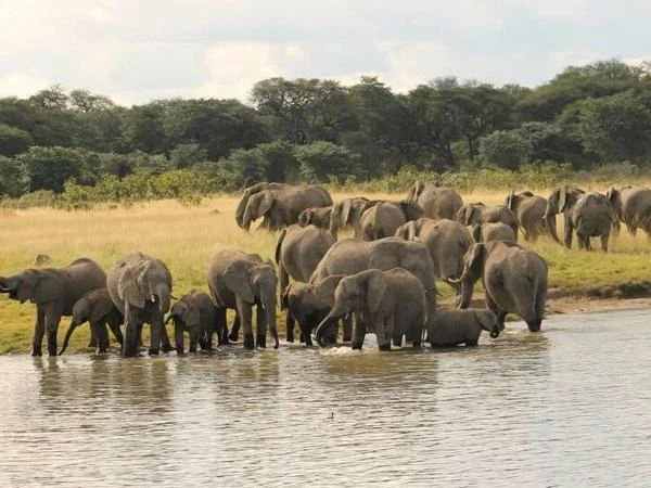 Victoria Falls Hwange Safari