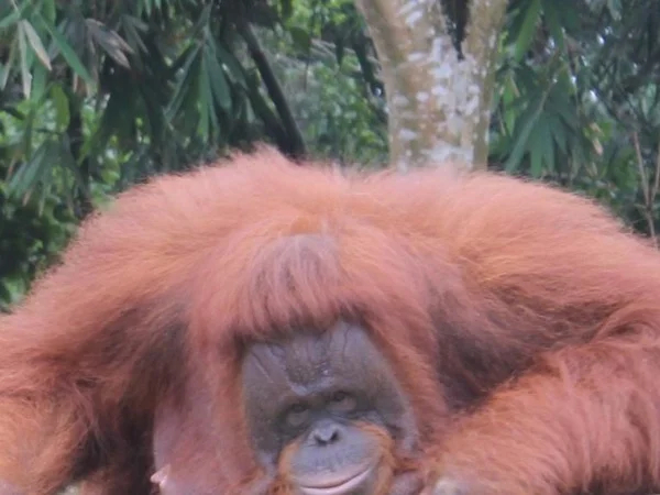 3 days Orangutan in Bukit Lawang Tour