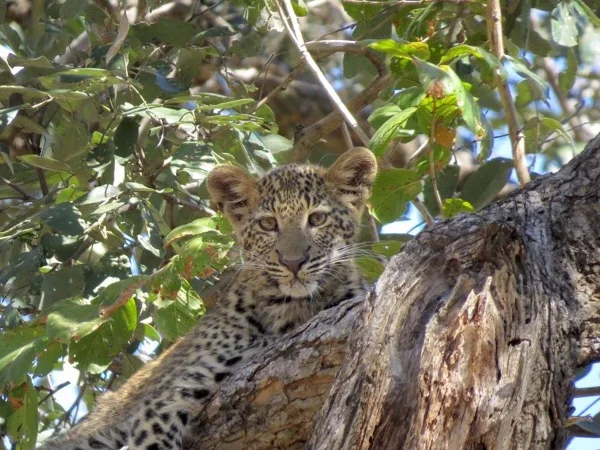 Multi-day Private Photo Safari Tour in South Luangwa National Park.