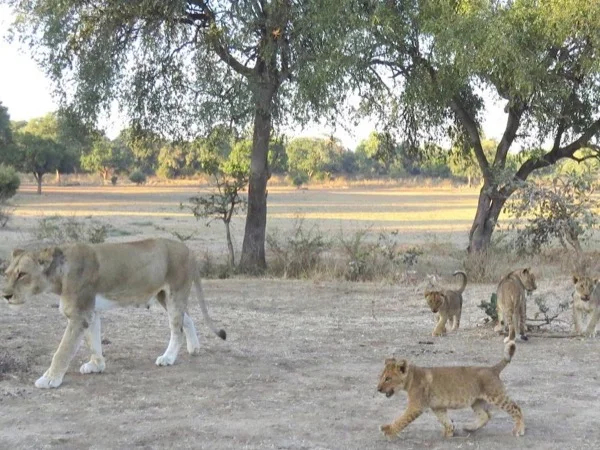 Multi-day Zambian Culture and Wildlife Tour
