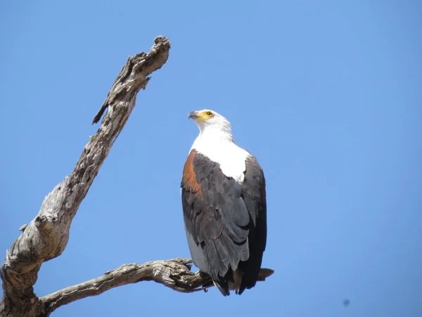 Multi-day Private Bird-watching Tour from South Luangwa National Park, Zambia