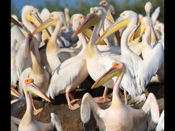 Trip to Djoudj park: a sanctuary for birds and other animals