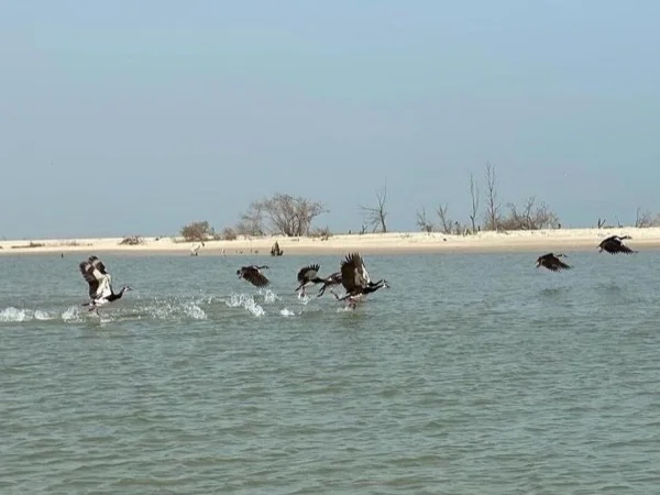 Discover Langue de Barbarie National Park of Saint-Louis