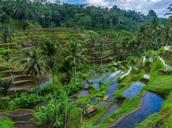 Cultural and Nature Tour of Ubud with Private Transportation