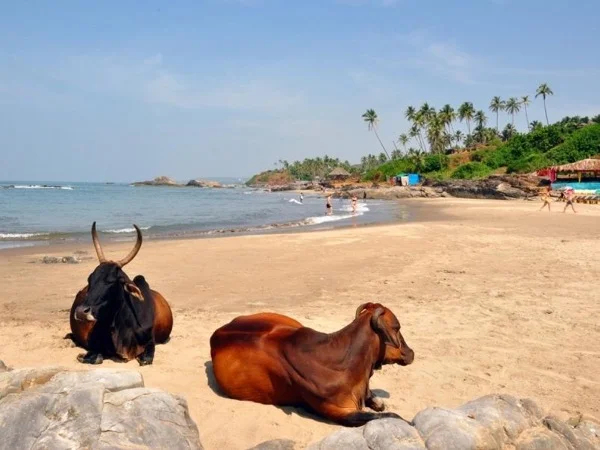 Explore the Beauty of Goa with your private tour guide