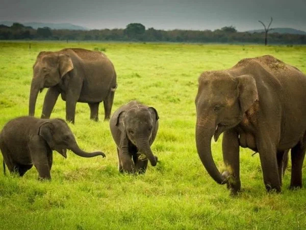 Explore beauty of the nature in Colombo with your private tour guide