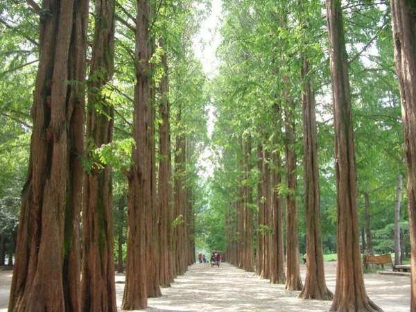 Full day tour for Nami Island &amp; Garden of Morning Clam