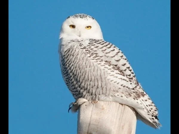 Cover media image