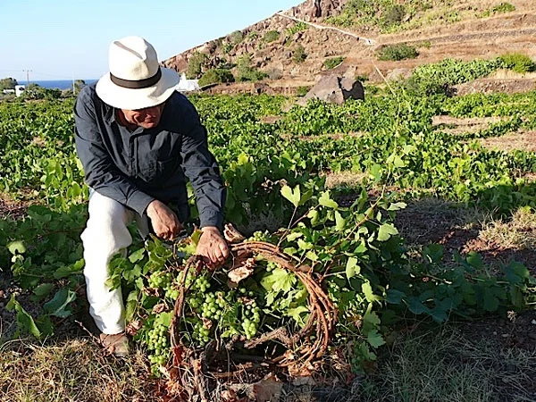 Santorini Shore Excursion - Half Day Wine Tasting Tour