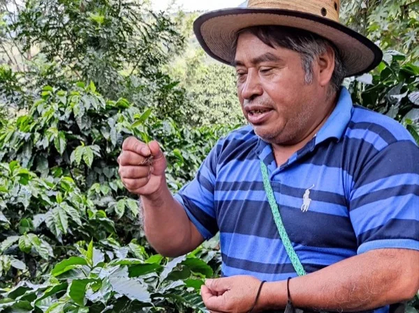 Coffee Tour in Antigua Guatemala from Puerto Quetzal Private Tour