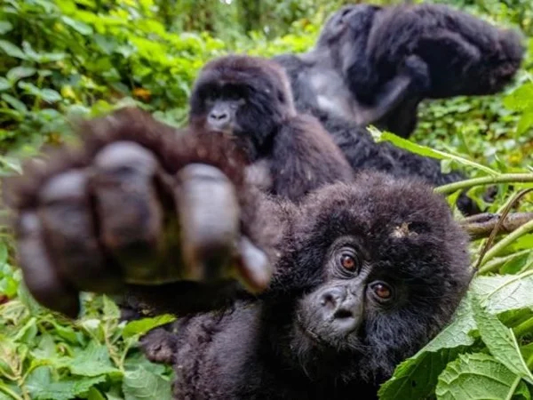 6 Days Gorilla Tracking in Uganda