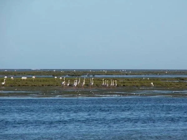 Banc d'Arguin National Park Local Tour