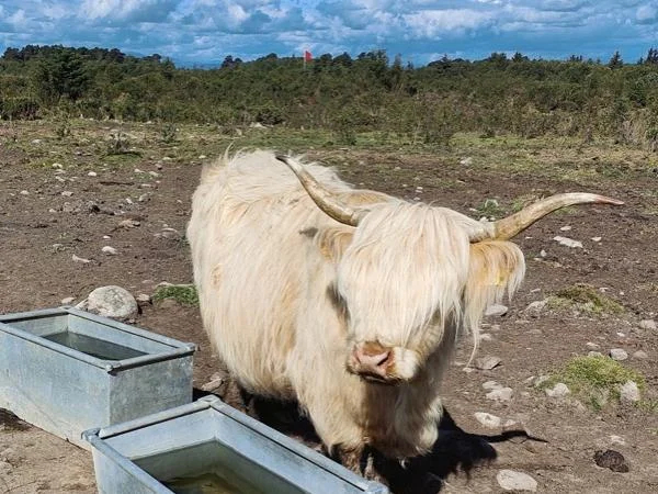 South Invergordon Shore Excursion with Cawdor Castle Option