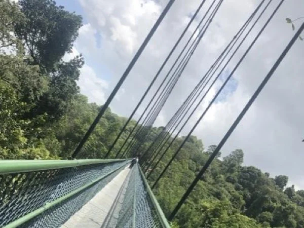 Tree Top Walking Tour