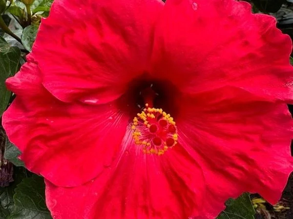 One Day Heritage Culture + Gardens + History Tour