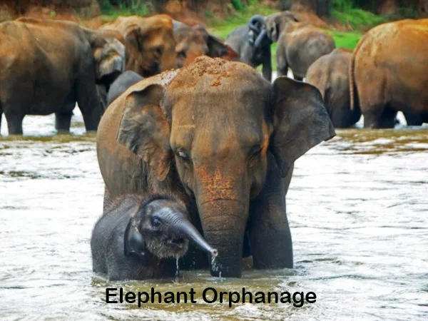 Orphan Elephants - Day Excursion from Colombo