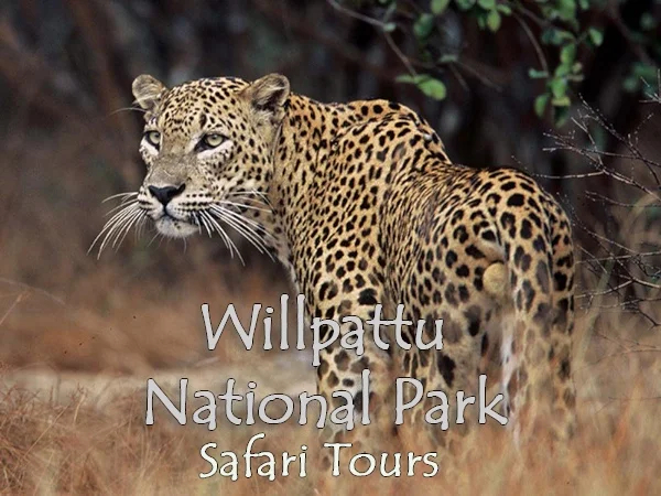 Grand Safari - Wilpattuwa National Park - Multi Day Tour