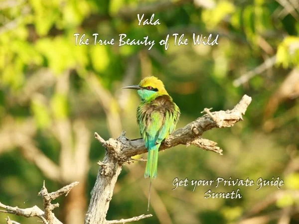 The True Beauty of The Wild - Yala National Park - Overnight Excursion