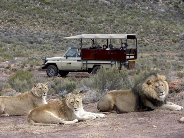 Safari at Aquila Private Game Reserve, less than a 2.5 hour drive from Cape Town