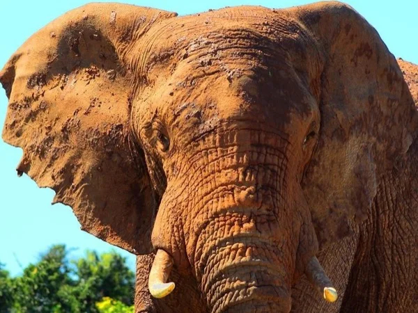 Addo Elephant National Park Half Day Safari