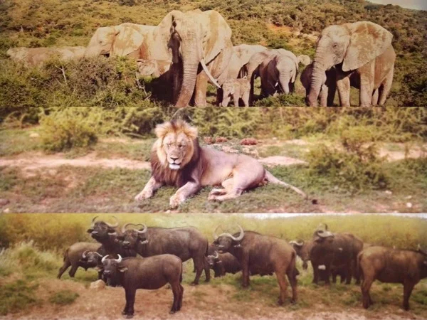 Addo Elephant National Park Full Day Game Drive Safari