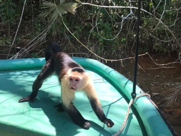 Monkey Island , Private Boat Gatun Lake