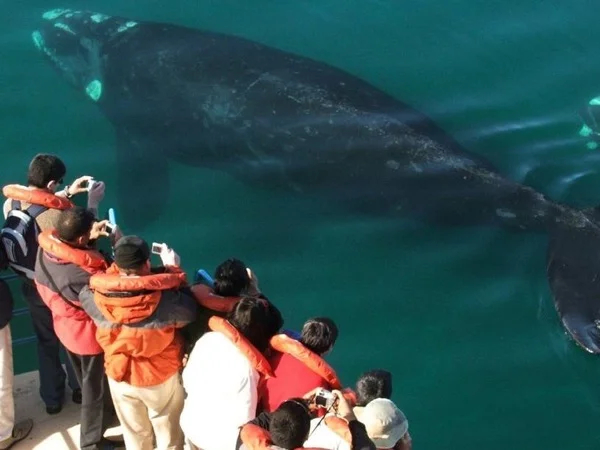Half day Whale watching from Puerto Piramides by car