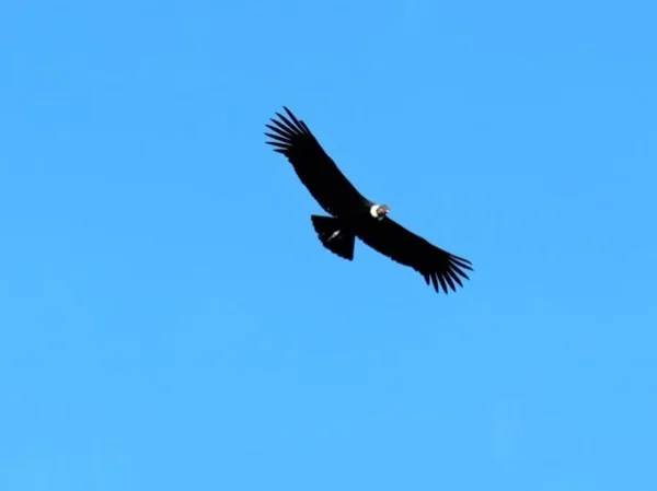 Condor Watching along the Road of the Rifleros