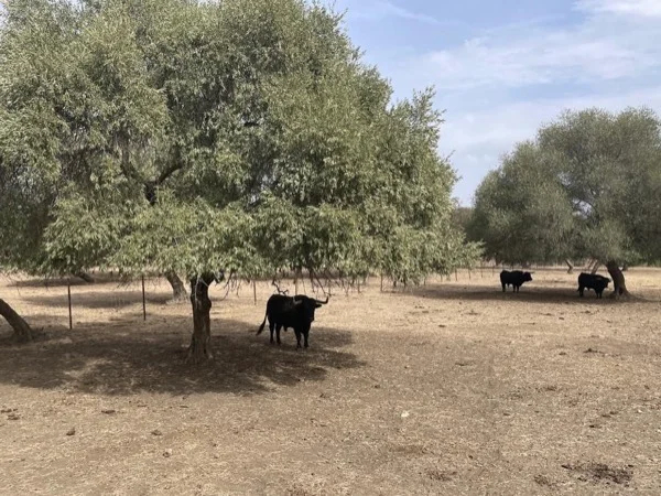 One day with wild bulls in Sevilla
