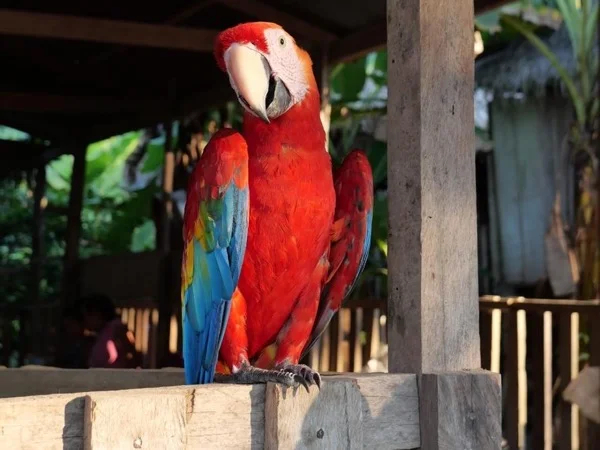Half-Day Guided City Tour of Iquitos