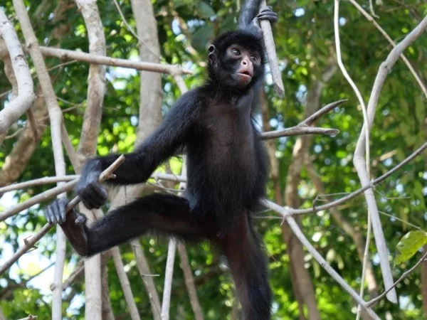 Multi-Day Jungle Trekking Tour Through The Exotic Amazon!!