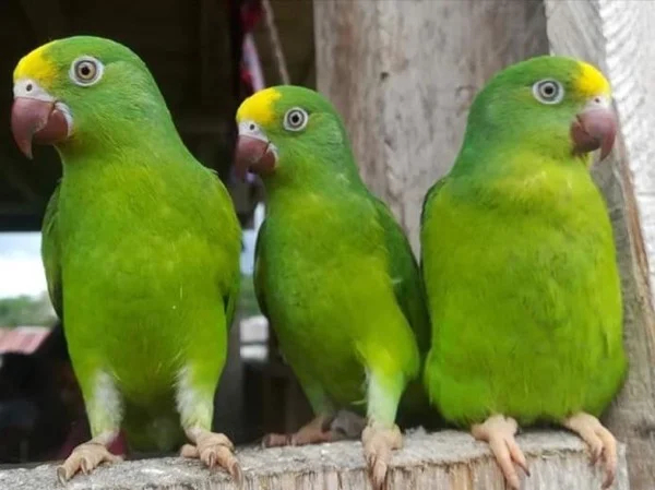 Iquitos Full-Day Tour - Explore Fundo Pedrito and Butterfly Farm