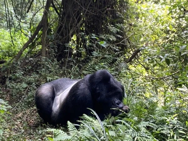 8 Day Gorilla Trekking and Primate Safari in Rwanda