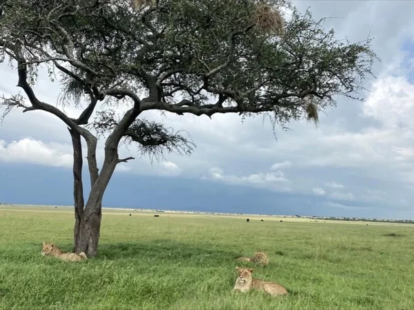 6 Day Primate Adventure Tour and African big 5 Safari in Rwanda