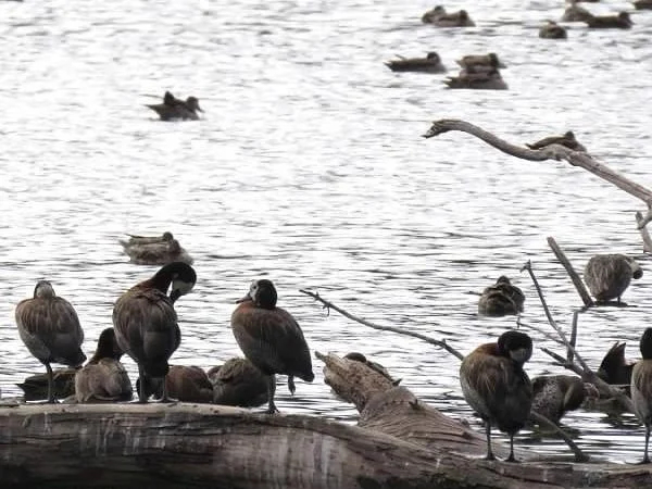 Antananarivo Private Guided Bird Watching Tour
