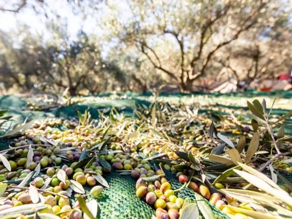 Corinth sights and olive oil tasting tour from Athens