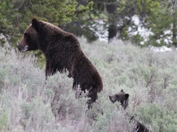 Two Day Yellowstone Tour (North Yellowstone departure)