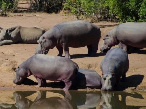 Mkhaya Full Day Tour and Safari