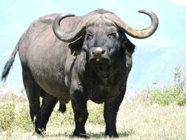 The Big five wildlife safari