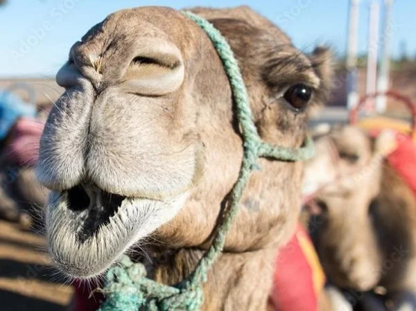 Marrakech Half Day Tour