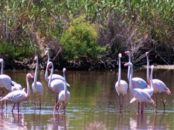 Half Day Highlights of Albufera Lagoon from Valencia