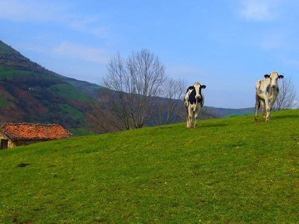Santander day trip: Countryside, Local Wineries and Tapas Tasting