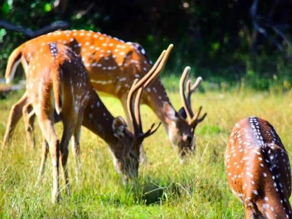 National park Tour from Hambantota private safari Tour in Udawalawe