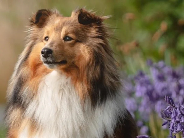 West Mainland and Shetland Ponies/Shetland Sheep dogs and Shetland Sheep Shore Excursion