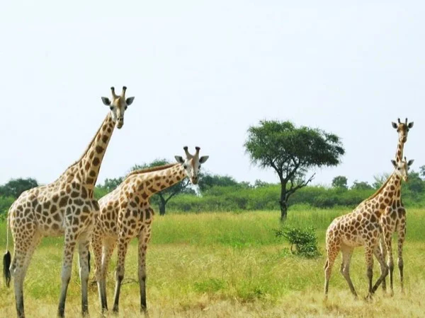 Waza National Park - Multi Day Tour from Yaounde